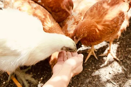 Our Chickens